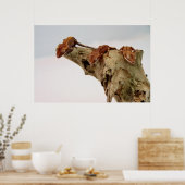 紋付のゲッコス3個 ポスター (キッチン)