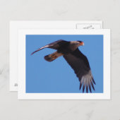 紋付カラカラ ポストカード (正面/裏面)