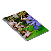 紋付矮小虹彩 ノートブック (右側)