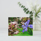 紋付矮小虹彩 ポストカード (スタンド正面)