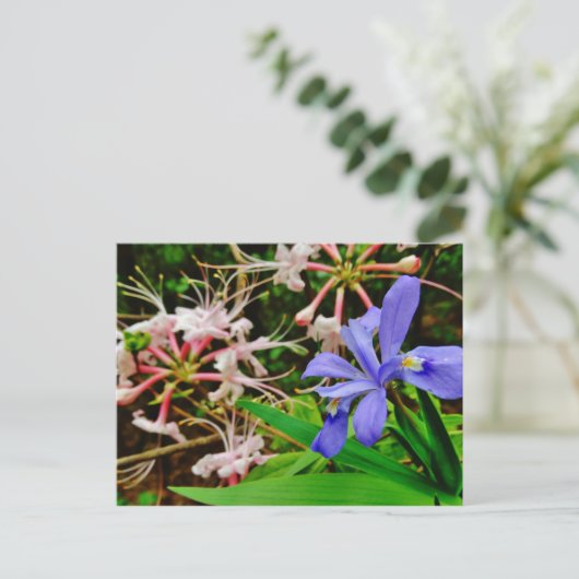 紋付矮小虹彩 ポストカード (スタンド正面)