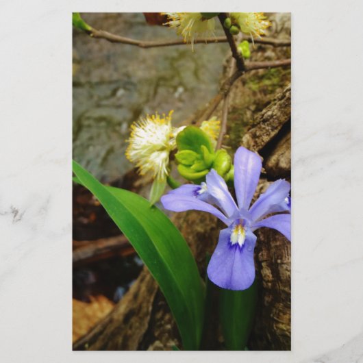 紋付矮性虹彩青紫白花 (正面)