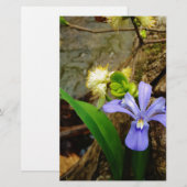 紋付矮性虹彩青紫白花 (正面/裏面)