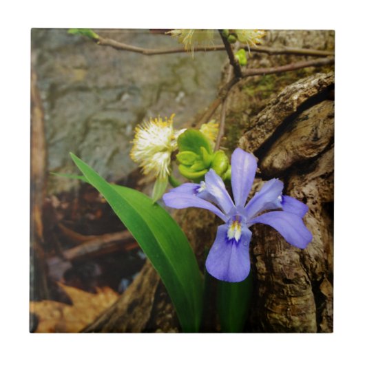 紋付矮性虹彩青紫白花 タイル (正面)