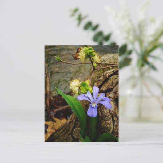 紋付矮性虹彩青紫白花 ポストカード (スタンド正面)