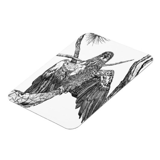 紋章威厳のあるポーズの若いワシ マグネット (左側)