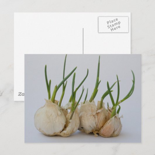 紋章 ポストカード (正面/裏面)