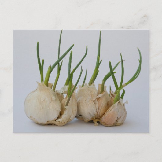 紋章 ポストカード (正面)