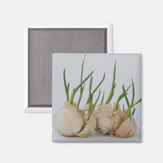 紋章 マグネット (正面/裏面)