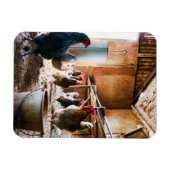 納屋の中の鶏と鶏 マグネット (横)