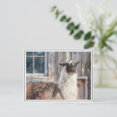 納屋の前のラマ ポストカード (スタンド正面)