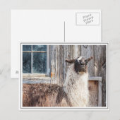納屋の前のラマ ポストカード (正面/裏面)