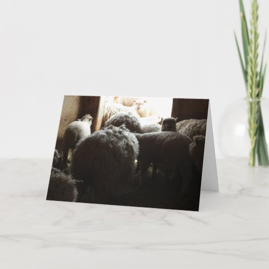 納屋の戸の近くに立つ羊の「外に行こう」 カード (正面)