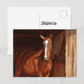 納屋の茶色の馬 白い流星 ポストカード (正面/裏面)