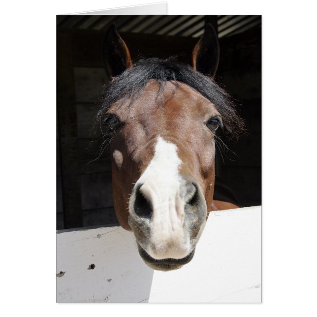 納屋のBrwonそして白馬 (正面)