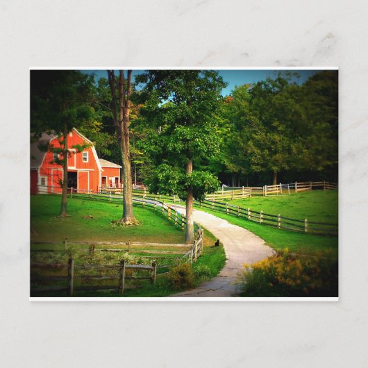 納屋ヤードの農場の家猫 ポストカード (正面)