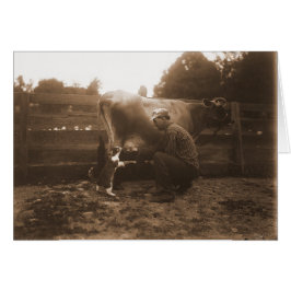 納屋周囲の庭の人の乳牛及び食べ物を与える猫