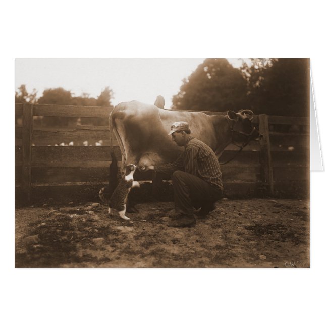 納屋周囲の庭の人の乳牛及び食べ物を与える猫 (正面横)