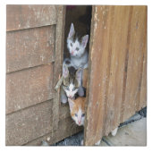 納屋周囲の庭子猫 タイル (正面)