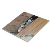 納屋周囲の庭子猫 タイル (側面)