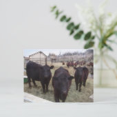 納屋周囲の庭牛 ポストカード (スタンド正面)