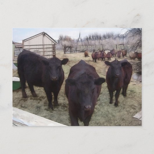 納屋周囲の庭牛 ポストカード (正面)