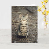 "納屋子ネコ"の動物の写真の挨拶状 カード (黄色い花)