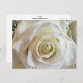 純度白色ローズポストカード ポストカード (正面/裏面)