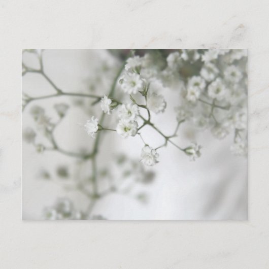 純度葉書 ポストカード (正面)