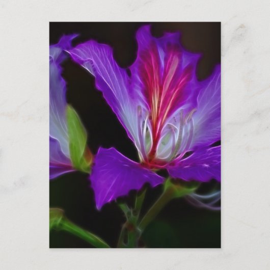 純度 ポストカード (正面)