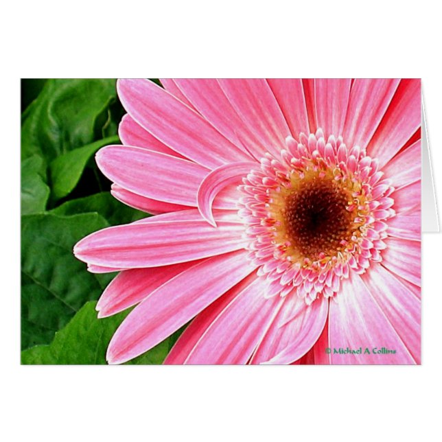 純粋なピンク (正面横)