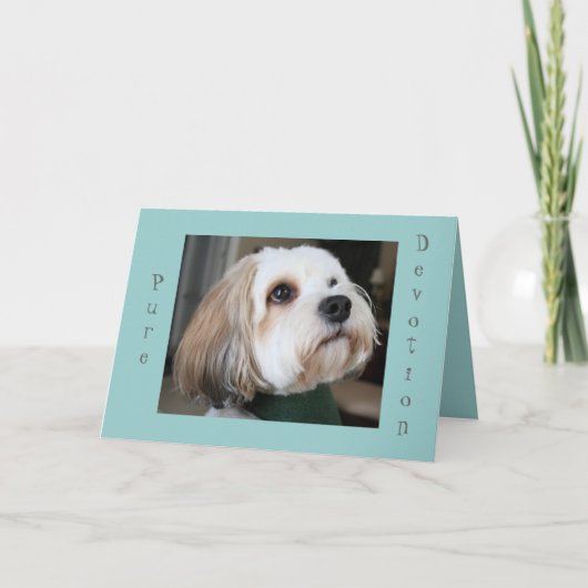 純粋な献身カード カード (正面)