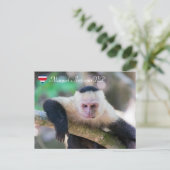 純粋な生活 ホワイトヘッドキャプチン ポストカード (スタンド正面)