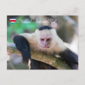 純粋な生活 ホワイトヘッドキャプチン ポストカード (正面)