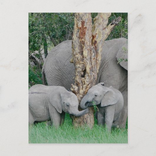 純粋な至福 ポストカード (正面)