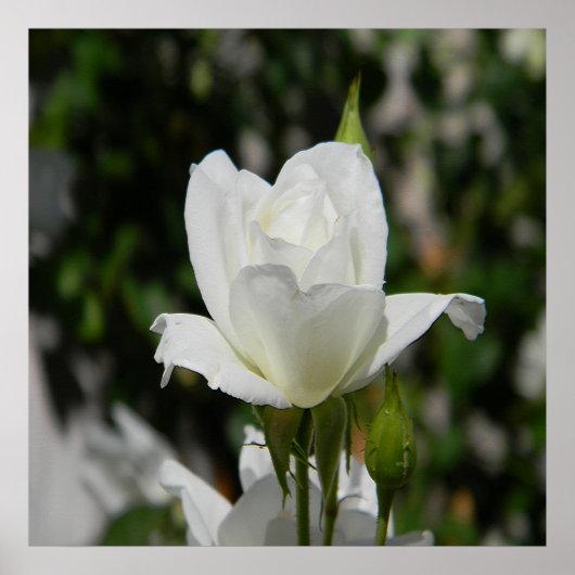 純粋な… ポスター (正面)