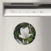 純粋な….. マグネット (インサイチュ (食洗機))