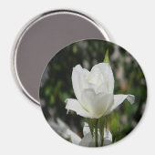 純粋な….. マグネット (正面/裏面)