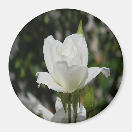 純粋な….. マグネット (正面)