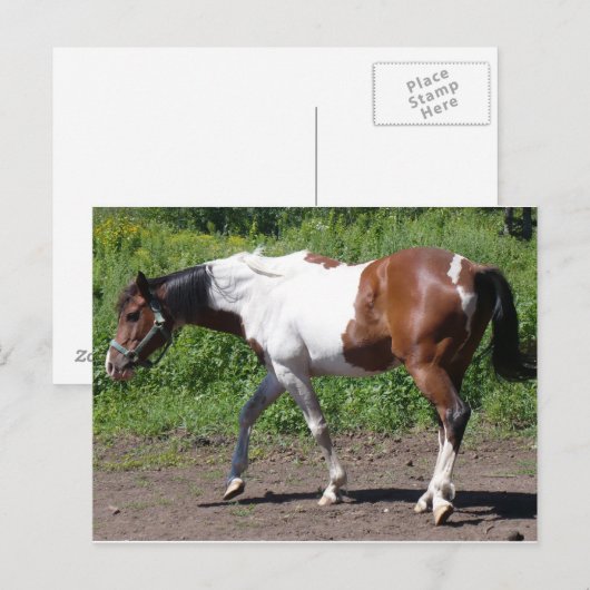 純粋絵を描な ポストカード (正面/裏面)