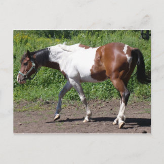 純粋絵を描な ポストカード