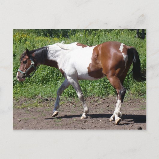 純粋絵を描な ポストカード (正面)