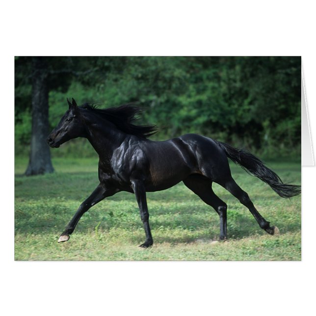 純血種のランニング (正面横)