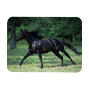純血種のランニング マグネット