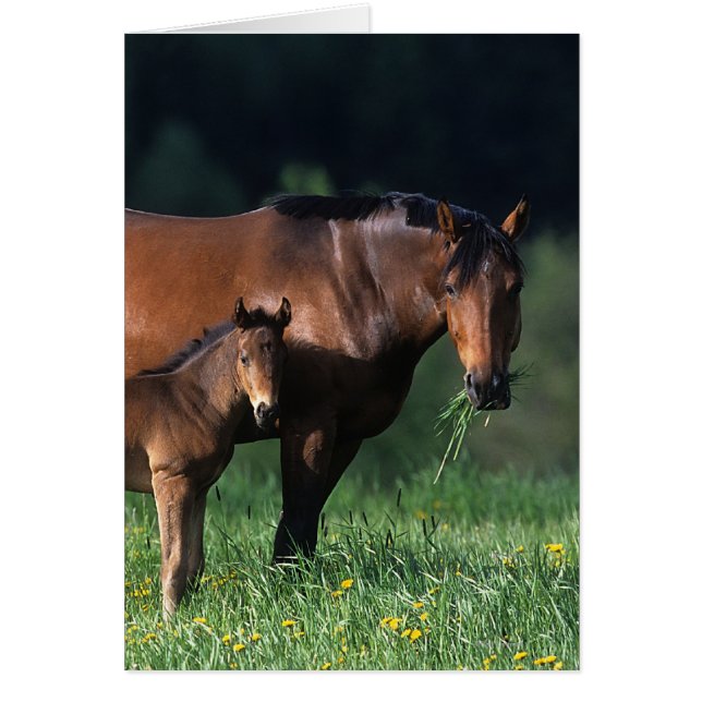 純血種のロバ及び子馬1 (正面)