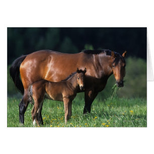 純血種のロバ及び子馬1