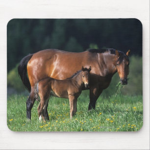 純血種のロバ及び子馬1 マウスパッド
