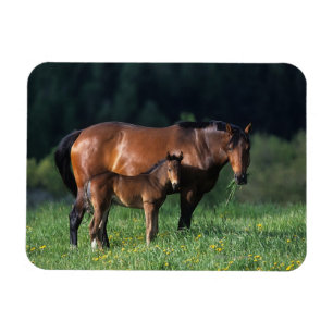 純血種のロバ及び子馬1 マグネット