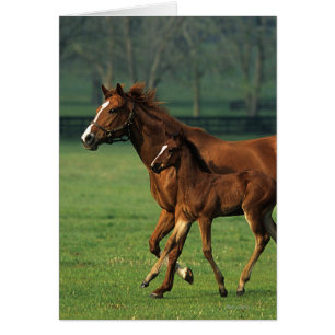 純血種のロバ及び子馬3