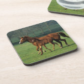 純血種のロバ及び子馬3 コースター (左側)